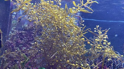 Algas Sargassum em um aquário