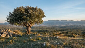 Me quedé contemplando la misma encina centenaria que me vio crecer, divertirme y equivocarme. Su tronco, grueso y agrietado, seguía ahí, imperturbable, como un testigo que no juzga.  Cerca de la cumbre del Pagogan. Montes de Vitoria, España
