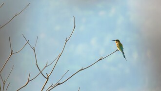 One beauty in a multitude