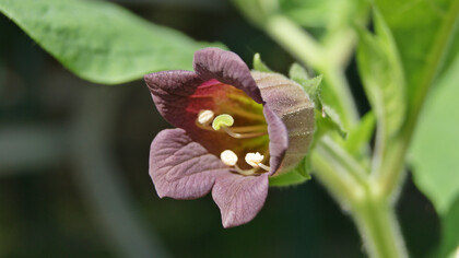 Il fiore della Atropa belladonna