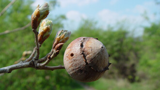 Galla di Andricus quercustozae (Quercia)