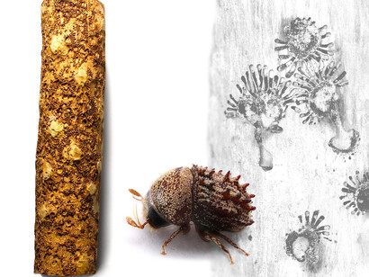 Bark Beetle Calligraphy. Courtesy of Florida Museum of Natural History