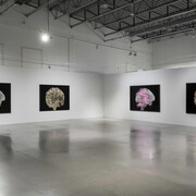 Geneviève Cadieux, Wild is the wind, exhibition view. Courtesy of Blouin Division