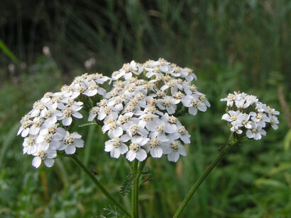Fiori di Achillea