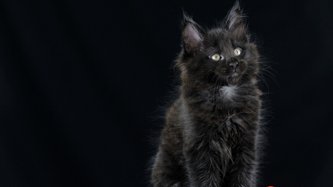My new cat