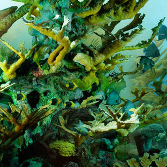 Milstein Hall of Ocean Life. Courtesy of American Museum of Natural History