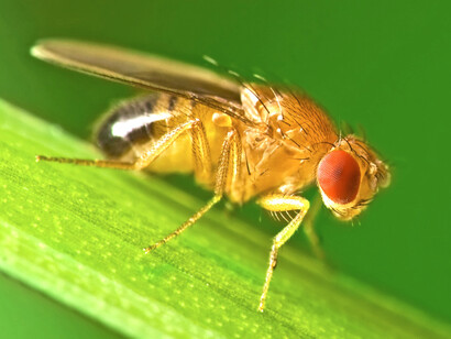 «Drosophila melanogaster», conocida como mosca del vinagre o de la fruta