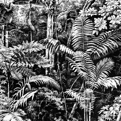 Ferdinand Bellermann, Estudio de palmas, helechos y otras plantas en Galipán (detalle)