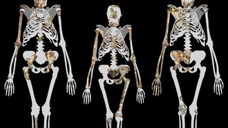 Australopithecus Sediba e Lucy