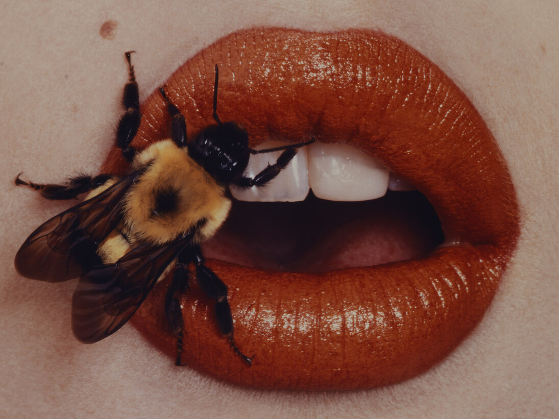 Irving Penn. Bee, New York, 1995, printed 2001. Smithsonian American Art Museum, Gift of The Irving Penn Foundation. © The Irving Penn Foundation
