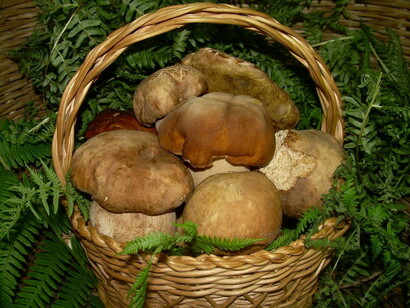 Fresh mushrooms
