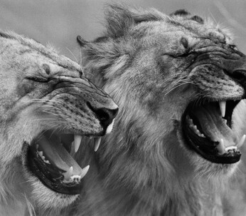 Two young marauding males flehmen responding (the action of testing females’ estrus cycles using the Jacobson’s Organ). Masai Mara National Reserve, Kenya