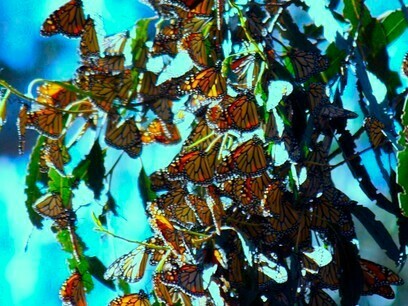Mariposas Monarca hibernando en ramas de eucalipto, Pismo Beach, California, USA. Foto: Jorge M. González
