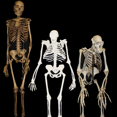 Reconstrucción del esqueleto del Australopithecus sediba (centro), en comparación con el de un humano moderno (hembra; izquierda) y el de un chimpancé. Imagen: Lee Berger Uni Witwatersrand