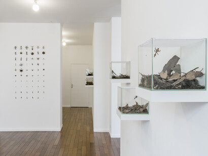 Coquelicots, Exhibition view. Courtesy of MFC - Michèle Didier