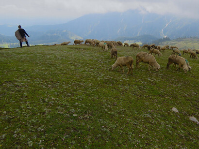 Sheep and shepherd, Tosamaidan @ Shrishtee Bajpai
