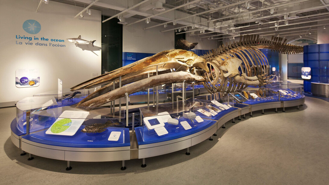 Galerie de l'eau, vue de l'exposition. Courtoisie du Musée canadien de la nature