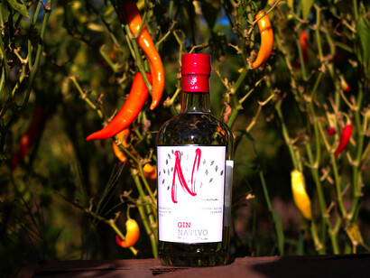 Gin Nativo: este particular gin destaca por estar hecho por mujeres de la Localidad de Huasco (Chile), desde la siembra, el cultivo y la cosecha de los botánicos, a su destilación, embotellado y comercialización