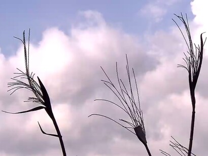 Canne metalliche e cielo a Galte