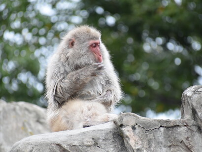Foto di un macaco giapponese (Macaca fuscata) nello zoo di Ueno, Tokyo, Giappone