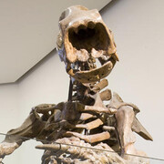 Hall of Primitive Mammals. Courtesy of American Museum of Natural History