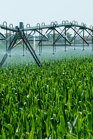 Plantação de soja. O assunto organismos geneticamente modificados (OGM) já não está mais tão presente nas discussões sobre segurança alimentar