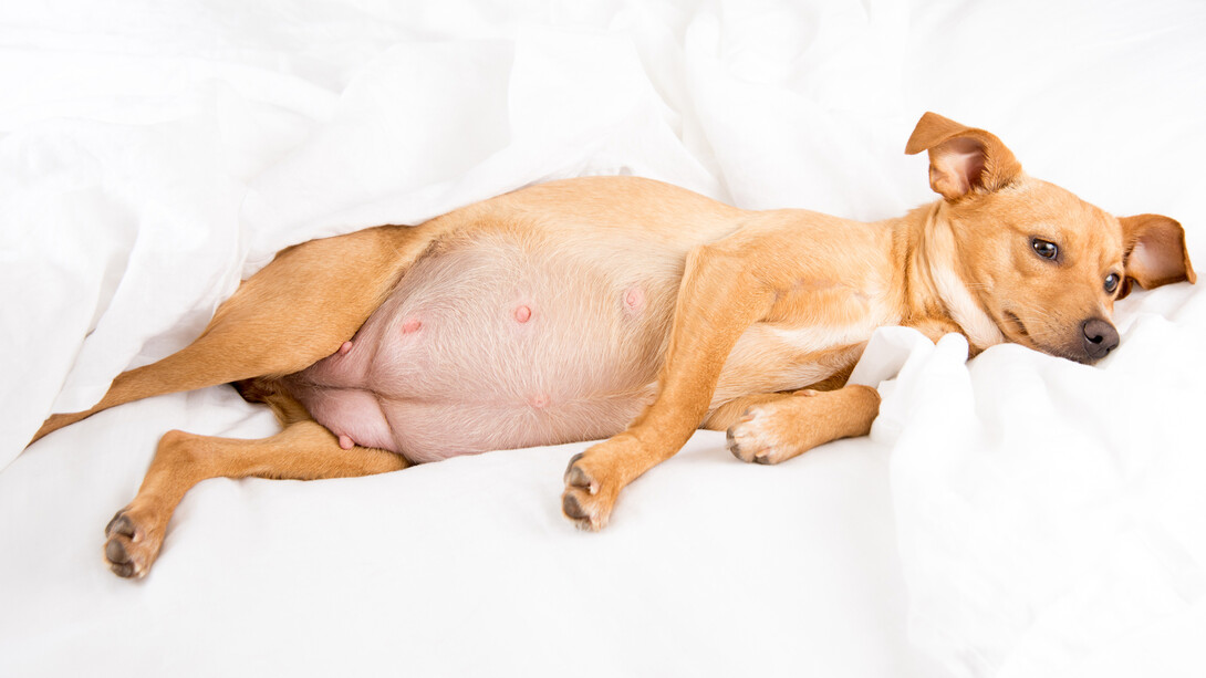 En el caso de los perros, lo más recomendable es que la hembra pueda parir de forma natural