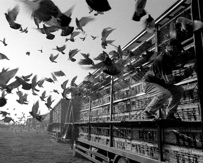 Birdmen. Courtesy of Kunsthal Rotterdam