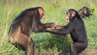Gli animali hanno più di noi umani un modo molto rapido per dare un valore positivo o negativo a tutto ciò che capita loro intorno