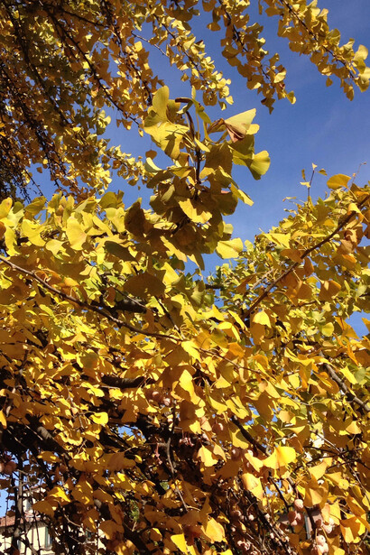 Ginkgo biloba in città