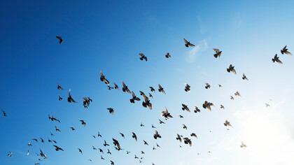 Freedom as pursuit of happiness