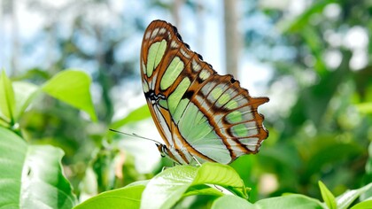 La globalizzazione ha obliterato la nostra mente e non vediamo più la natura come parte di noi stessi