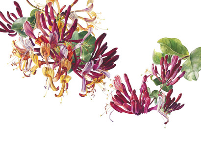 Rosie Sanders, Honeysuckle, watercolour on Arches 640gsm paper, 77.5 x 102.5cm/30.5ins x 40.25ins