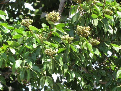 Copa de Jatobá. "Eu nada habito. Moro em mim, há 50 anos, nesta casa cujas árvores plasmaram cinzas de tantas vidas"