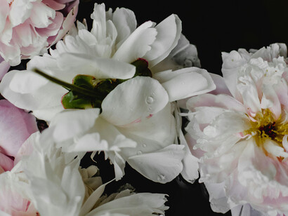 Several white and faint pink flowers on a water surface