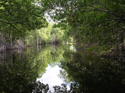 La forêt tropicale