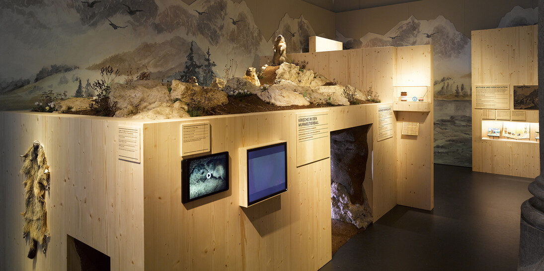 At the marmots, you will find a reconstructed marmot burrow equipped with an infra-red camera.© Swiss National Museum