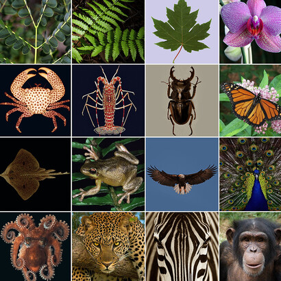 Few examples of bilateral symmetry, more common in animals than in plants. Upper row shows some examples concerning in plants. Lower three rows are examples of bilateral symmetry in animals. As observed in previous picture 7, how is macroscopic symmetry consistent with the asymmetry of the molecular world?