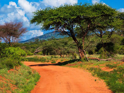 Parc National de Tsavo. Kenya