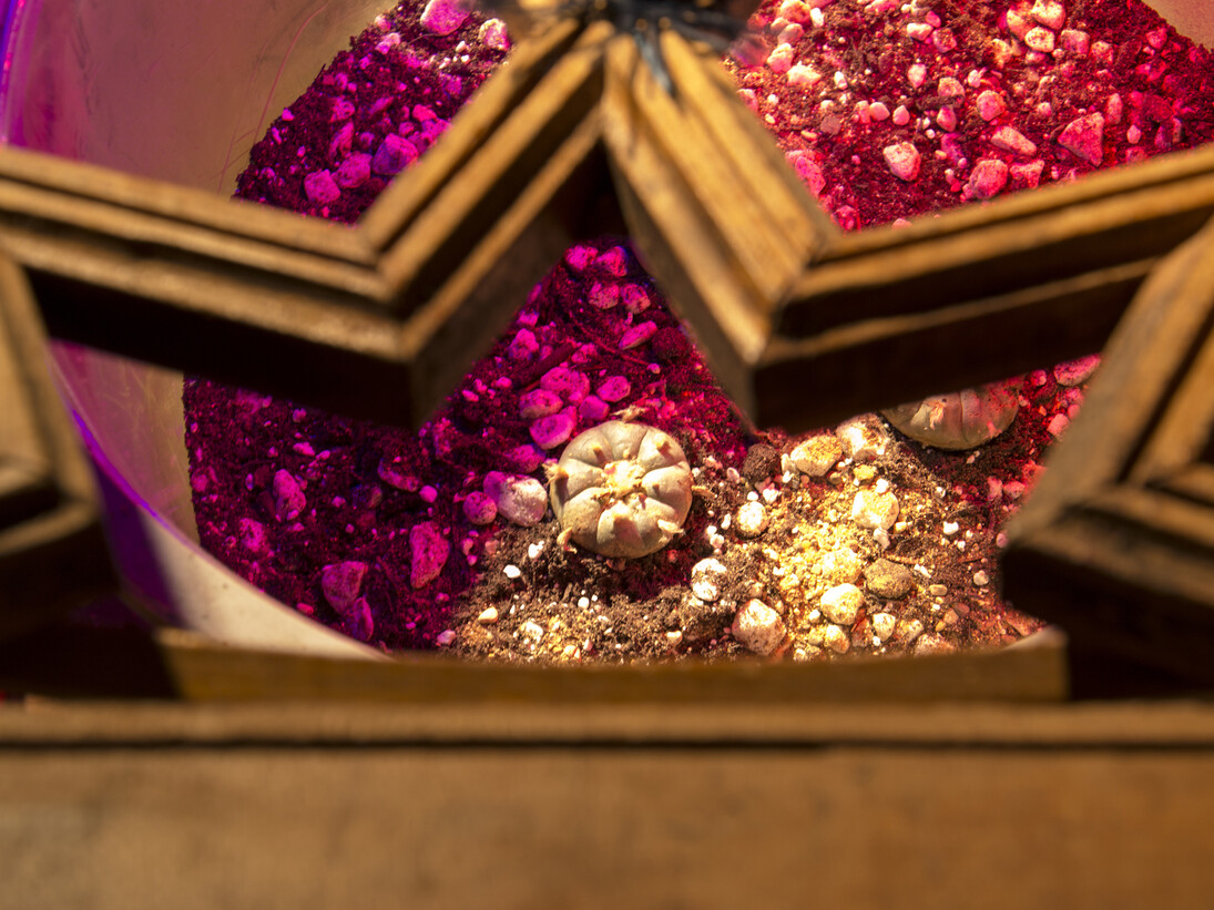 Haroon Mirza, Lamp for Williamsii, 2016. Courtesy hrm199 and Lisson Gallery, London.
 