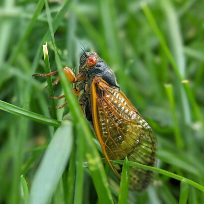 Chicharra en medio de pastizales