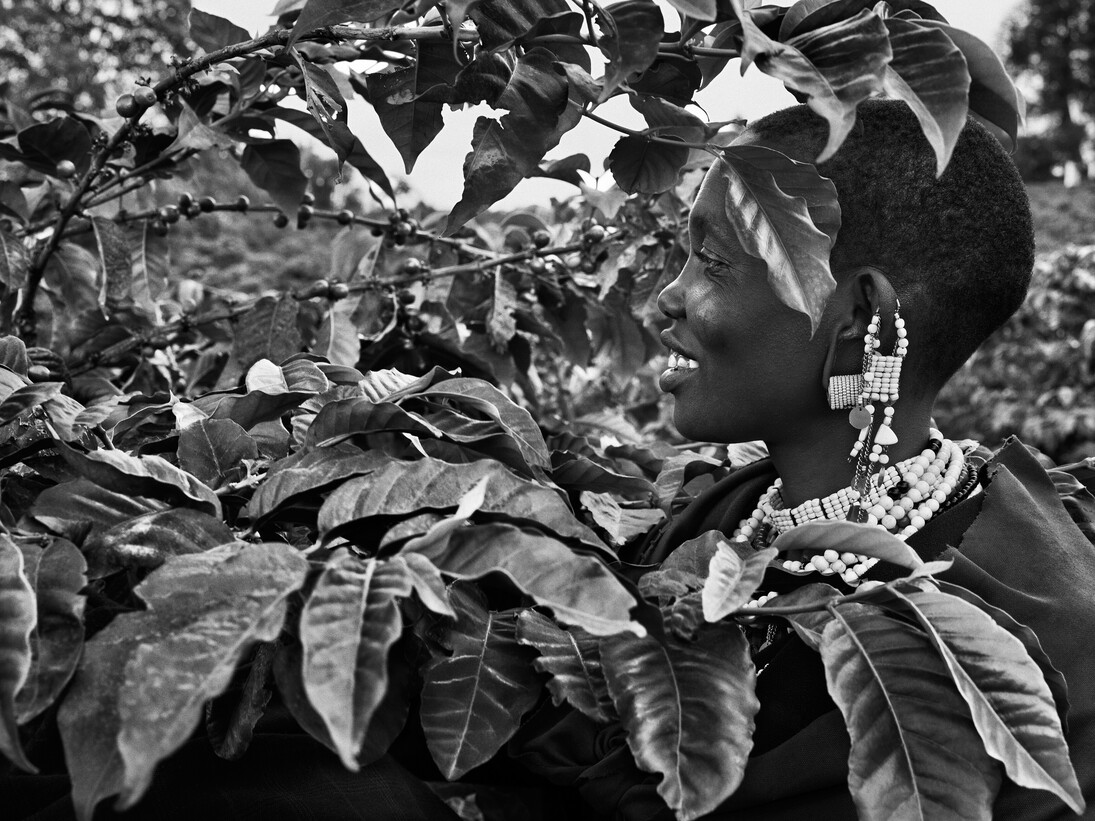 Sebastião Salgado, Un raccoglitore di caffè nella piantagione di Shangri La, Rift Valley, pendici del cratere Ngorongoro, Tanzania 2014