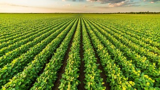 Plantação de soja, Mato Grosso, Brasil