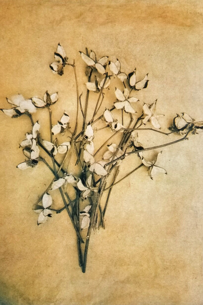 Bloomfield, Cotton-Husks, 2018, tri-color-gum-bichromate, 9x12. 