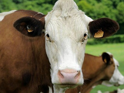 Nel rumine vive una vasta comunità di microrganismi alcuni dei quali sono in grado di metabolizzare alcuni poliesteri naturali esistenti in alcune piante