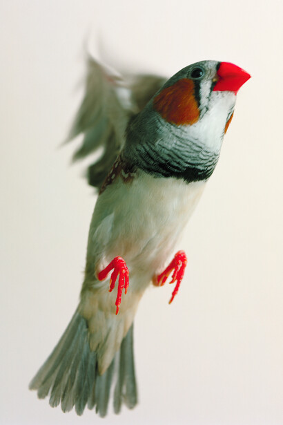 A Bright Red Sloop in the Harbor, 2011. Zebra Finch. City, College, New York, New York
Archival pigment print, printed 2015, 30 x 24 inches, Edition of 5, 2APs