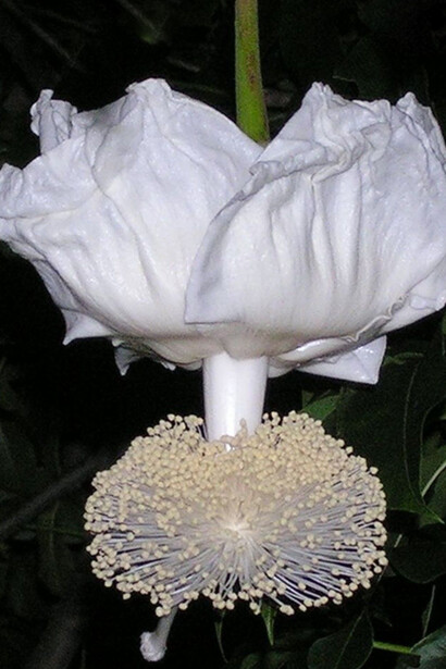 La floriterapia australiana ci dona un fiore, Boab, che tratta le influenze familiari 