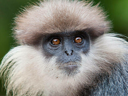 Scimmia langur