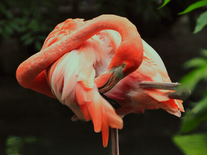 Flamenco del Caribe