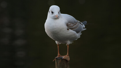 Black-headed Gull first winter © Gehan de Silva Wijeyeratne